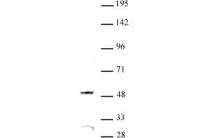JMJD6 antibody (pAb) tested by Western blot. (JMJD6 antibody  (N-Term))