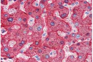 Human Liver (formalin-fixed, paraffin-embedded) stained with APOH antibody ABIN337313 at 2. (APOH antibody)