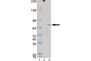 Western blot analysis of KIM-1 (human), mAb (3F4) : Lane 1: MW marker, Lane 2: HeLa, (cell lysate) , Lane 3: CaKi-2 (cell lysate). (HAVCR1 antibody)