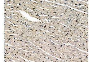 ABIN7095385 and ABIN7099442 at 1/100 staining rat heart tissue by IHC-P. (THAP7 antibody)