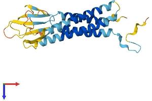 AlphaFold protein structure predicition of Mouse Recombinant Cacng1 Protein, UniprotID O70578 (CACNG1 Protein (AA 1-223) (His tag))