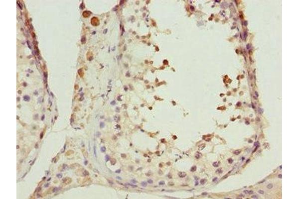 CIAO1 antibody  (AA 1-339)