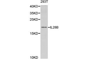 Western Blotting (WB) image for anti-Interleukin 28B (Interferon, lambda 3) (IL28B) antibody (ABIN1876849) (IL28B antibody)