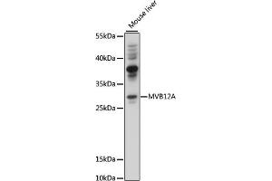 Western blot analysis of extracts of mouse liver, using MVB12A antibody (ABIN7267104) at 1000 dilution. (FAM125A antibody  (AA 1-273))