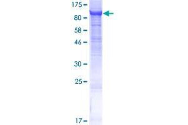 CNNM4 Protein (AA 1-775) (GST tag)