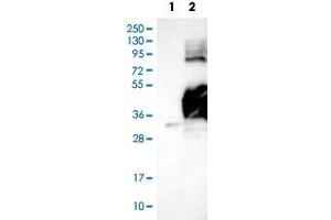 Western Blot (Cell lysate) analysis with GNPTG polyclonal antibody  at 1:100 - 1:250 dilution Lane 1: Negative control (vector only transfected HEK293T lysate) Lane 2: Over-expression lysate (Co-expressed with a C-terminal myc-DDK tag (~3.