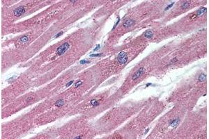 Human Heart (formalin-fixed, paraffin-embedded) stained with TNFRSF11B antibody ABIN296455 at 5 ug/ml followed by biotinylated anti-mouse IgG secondary antibody ABIN481714, alkaline phosphatase-streptavidin and chromogen. (Osteoprotegerin antibody  (AA 20-37))