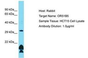 Image no. 1 for anti-Olfactory Receptor, Family 51, Subfamily B, Member 5 (OR51B5) (AA 197-246) antibody (ABIN6750487) (OR51B5 antibody  (AA 197-246))
