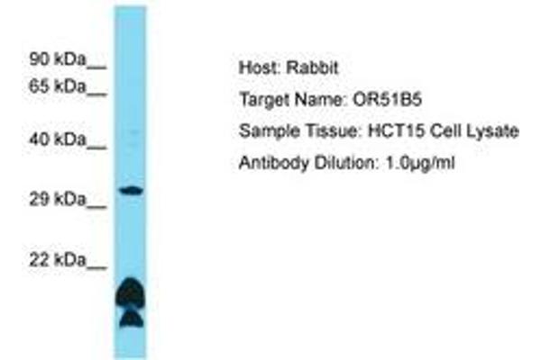 OR51B5 antibody  (AA 197-246)