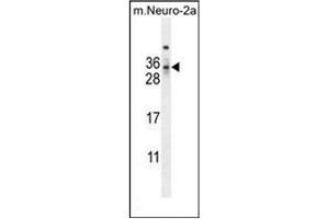 Western blot analysis of MAF1 Antibody (Center) in mouse Neuro-2a cell line lysates (35ug/lane). (MAF1 antibody  (Middle Region))