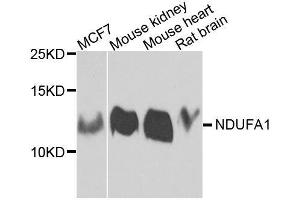 Western blot analysis of extracts of various cell lines, using NDUFA1 antibody. (NDUFA1 antibody  (AA 1-70))