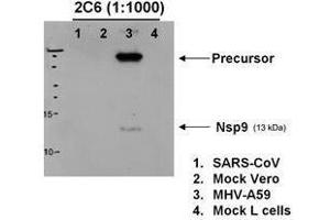 Western blotting using  anti-MHV-A59 nsp9 antibody to detect protein in various lysates, 6h post MHV infection. (MHV NSP9 antibody)
