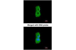 ICC/IF Image Immunofluorescence analysis of paraformaldehyde-fixed A549, using PSMC3, antibody at 1:200 dilution. (PSMC3 antibody)