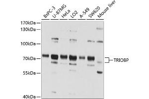 Western blot analysis of extracts of various cell lines, using TRIOBP antibody (ABIN1683149, ABIN3018979, ABIN3018980 and ABIN6220655) at 1:1000 dilution.