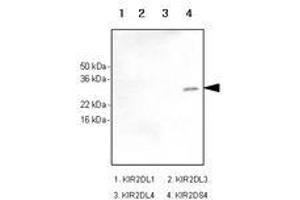 Image no. 1 for anti-Killer Cell Immunoglobulin-Like Receptor, Two Domains, Short Cytoplasmic Tail, 4 (KIR2DS4) antibody (ABIN6245710)