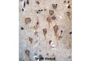 Immunohistochemistry (IHC) image for anti-Glycoprotein Hormone beta 5 (GPHb5) antibody (ABIN2997225) (GPHB5 antibody)