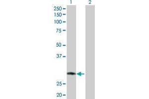 Western Blot analysis of RNF144B expression in transfected 293T cell line by RNF144B MaxPab polyclonal antibody. (RNF144B antibody  (AA 1-302))