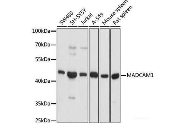 MADCAM1 anticorps