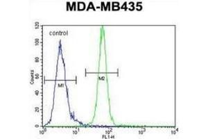 Flow cytometric analysis of MDA-MB435 cells (right histogram) compared to a negative control cell (left histogram) using AKT1 / PKB  Antibody  (C-term), followed by FITC-conjugated goat-anti-rabbit secondary antibodies. (AKT1 antibody  (C-Term))