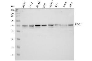 anti-Endogenous Retrovirus Group 3, Member 1 (ERV3-1) (AA 575-604), (C-Term) antibody
