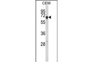 Western blot analysis of EDIL3 Antibody in CEM cell line lysates (35ug/lane)