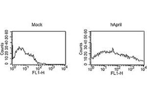 FACS analysis of cells with MAb to APRIL (Aprily-8). (TNFSF13 antibody  (AA 93-233))