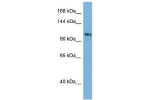 Host: Rabbit Target Name: TSC22D1 Antibody Dilution: 1.