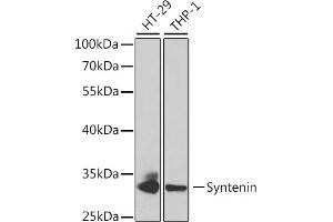 Western blot analysis of extracts of various cell lines, using Syntenin antibody (ABIN6132381, ABIN6147469, ABIN6147470 and ABIN6220999) at 1:1000 dilution. (SDCBP antibody  (AA 1-260))
