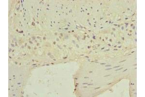 Immunohistochemistry of paraffin-embedded human small intestine tissue using ABIN7145326 at dilution of 1:100 (C9orf89 antibody  (AA 1-183))
