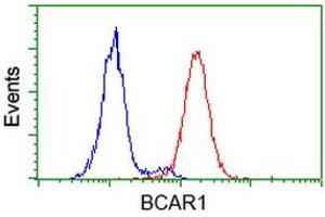Image no. 1 for anti-Breast Cancer Anti-Estrogen Resistance 1 (BCAR1) antibody (ABIN1496832) (BCAR1 antibody)