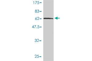 DNAJB4 antibody  (AA 1-337)