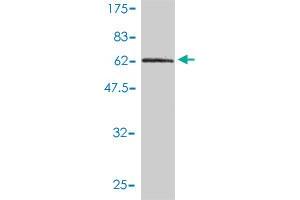 Western Blot detection against Immunogen (62. (DNAJB4 antibody  (AA 1-337))