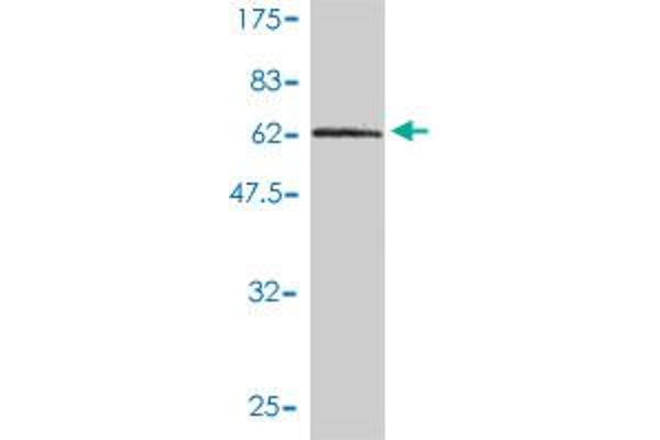 DNAJB4 antibody  (AA 1-337)