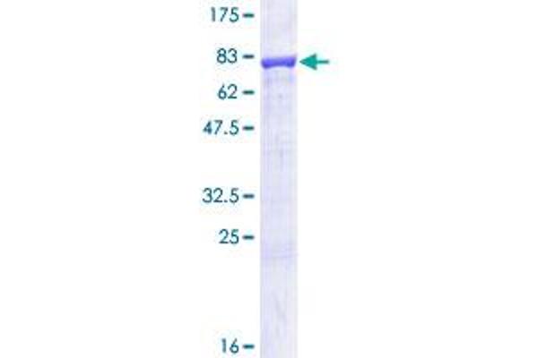 IMPDH1 Protein (AA 1-563) (GST tag)