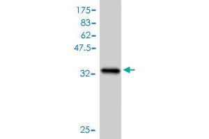 Western Blot detection against Immunogen (36. (Cyclin B1 antibody  (AA 1-90))