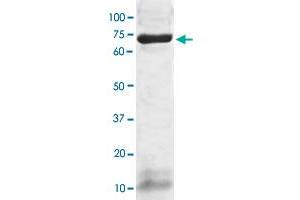 The whole cell lysate derived from human hepatoma HepG2 was immunoblotted PSAP polyclonal antibody  at 1 : 500. (Prosaposin antibody  (AA 300-360))