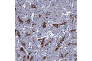 Immunohistochemical staining of human pancreas with C1orf86 polyclonal antibody  shows strong positivity in pancreatic ducts. (C1orf86 antibody)