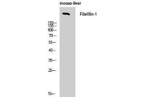 Western Blotting (WB) image for anti-Fibrillin 1 (FBN1) (C-Term) antibody (ABIN3184601) (Fibrillin 1 antibody  (C-Term))