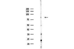 anti-Solute Carrier Family 7 (Cationic Amino Acid Transporter, Y+ System), Member 14 (SLC7A14) antibody
