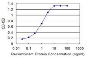 Detection limit for recombinant GST tagged CDH2 is 0. (N-Cadherin antibody  (AA 807-906))
