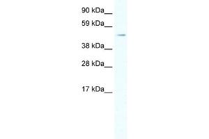 HSF1 antibody (20R-1123) used at 0. (HSF1 antibody  (C-Term))