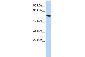 WB Suggested Anti-ZNF572 Antibody Titration:  0. (ZNF572 antibody  (Middle Region))