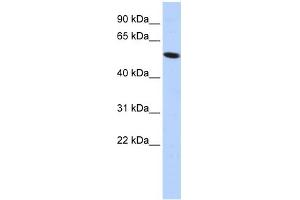 WB Suggested Anti-ZNF572 Antibody Titration:  0.