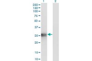 Western Blotting (WB) image for anti-Apolipoprotein A-I (APOA1) (AA 1-267) antibody (ABIN559895)