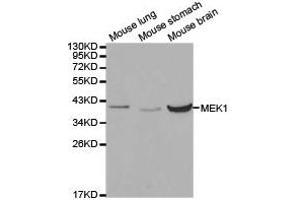 Western Blotting (WB) image for anti-Mitogen-Activated Protein Kinase Kinase 1 (MAP2K1) antibody (ABIN1873603) (MEK1 antibody)