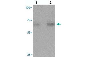 Western blot analysis of NELF in HeLa cell lysate with NELF polyclonal antibody  at (lane 1) 1 and (lane 2) 2 ug/mL. (NMDA Receptor Synaptonuclear Signaling and Neuronal Migration Factor (NSMF) (Internal Region) antibody)
