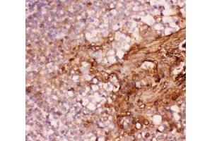IHC-P: Annexin A1 antibody testing of human tonsil tissue (Annexin a1 antibody  (AA 2-346))