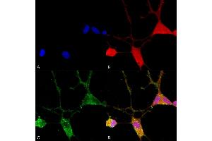 Immunocytochemistry/Immunofluorescence analysis using Mouse Anti-VGLUT1 Monoclonal Antibody, Clone S28-9 (ABIN2483731). (SLC17A7 antibody  (AA 493-560) (PE))