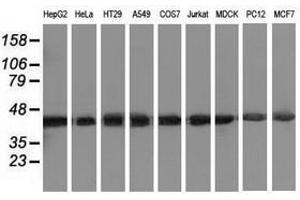 Image no. 2 for anti-DnaJ (Hsp40) Homolog, Subfamily A, Member 2 (DNAJA2) antibody (ABIN1497858) (DNAJA2 antibody)