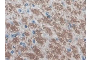Immunohistochemistry (IHC) image for anti-Early Growth Response 4 (EGR4) (AA 231-474) antibody (ABIN1858703)